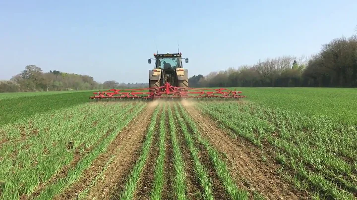 Harrowing Spring Organic Wheat