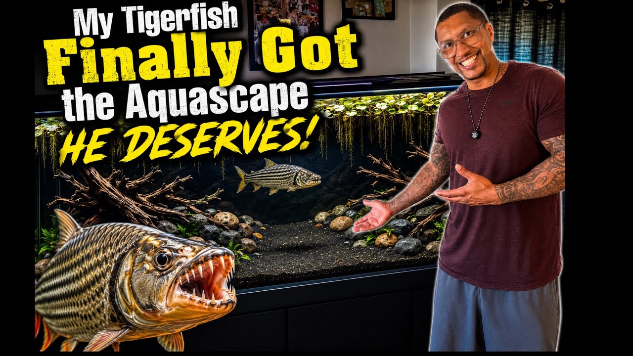 I Gave My African Tigerfish the ULTIMATE Aquascape! 🐅🐟 (Massive Tank Transformation!)