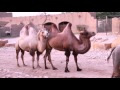 رحلة | حديقة الحيوانات - الرياض