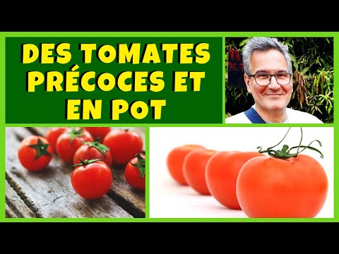 Vidéo: Variétés Précoces Et Tardives De Tomates