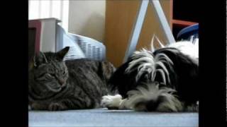 Maddie the Tibetan terrier Loves Cats