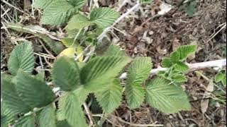 For pregnant women/abakhulelwe/0789954981