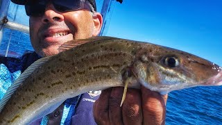 I found the GOOD Fish! Squid, King George Whiting Fishing for food