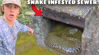 I Found a Sewer INFESTED with Deadly Snakes!