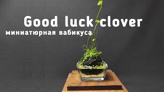 Good luck clover - миниатюрная вабикуса