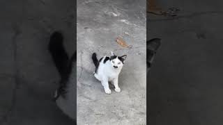 Cat Mustache. Super Cute.