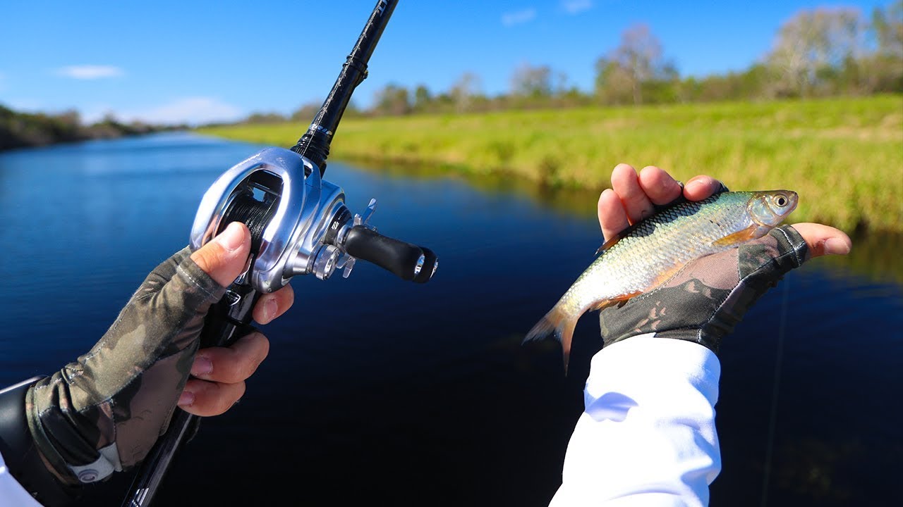 Fishing With Wild Shiners for Big Bass!! (Stick Marsh)