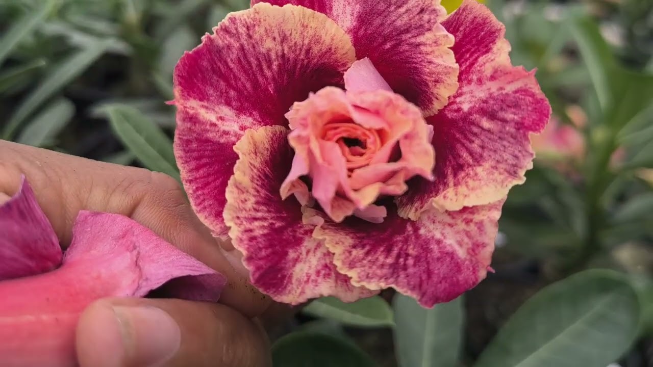  na estufa nova  muitos  enxertos florido.😍😍