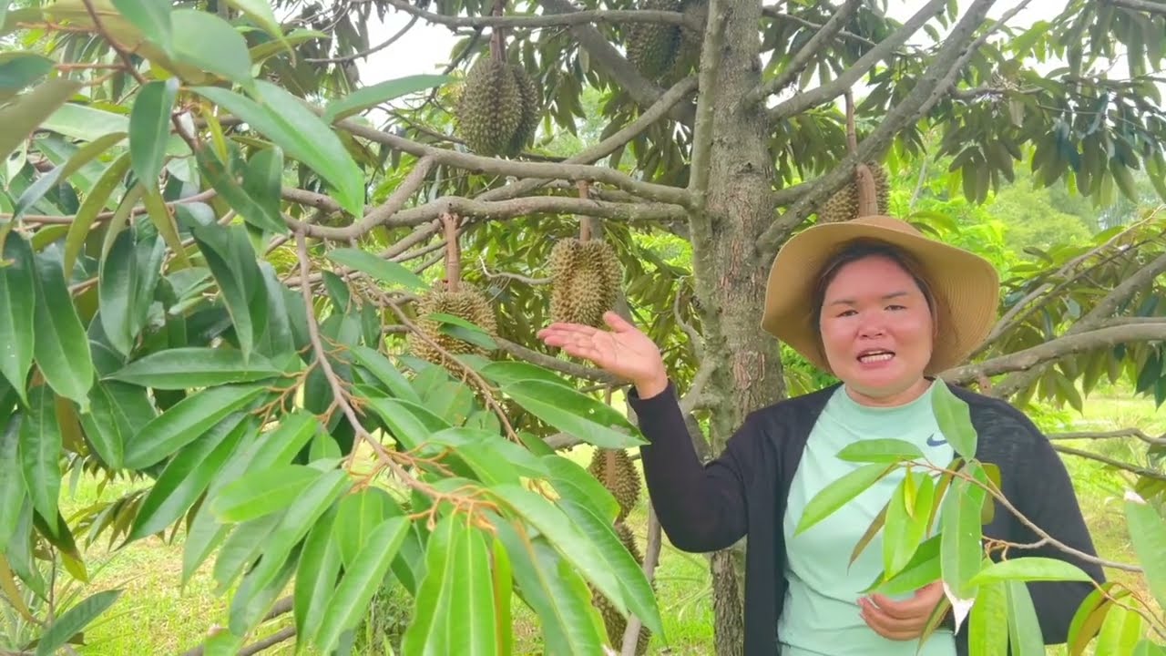 ขายสวนทุเรียนหมอนทอง   8 ไร่ 2 งาน จ.นครนายก | พร้อมให้ผลผลิต ใกล้วัดมณีวงษ์ 🍈🌳#ที่ดินนครนายก