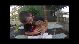 Treating Water Belly in Chickens