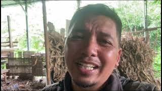 HOW TO MAKE AMMONIATION-FERMENTED CORN STRAW FEED (RAISING WITHOUT GRAIN).