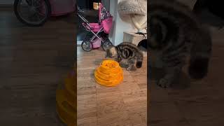 British Short Hair Long Ny22