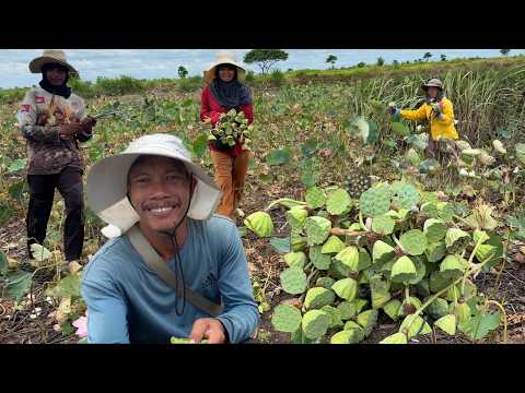 ច្រើនម្លេះ រីងទឹកអស់ នៅសុទ្ធផ្លែពេញបឹង