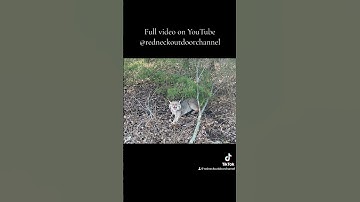 Full video on my page! #outdoors #bobcat #trapping #wildlife #trapper