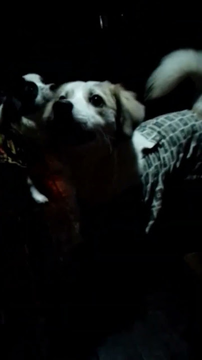 playing #kiki #jacky #dog #doglover #cute #dogowner #puppy #pets #cutiepie