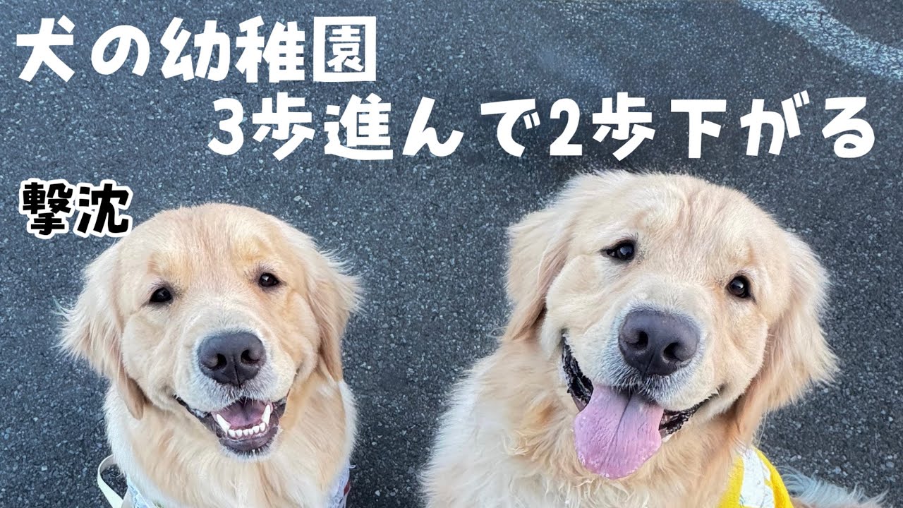 Kindergarten] Just when you think they're having fun, the dog gets