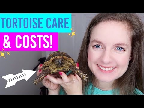 Tortoise Care, Setup & Costs