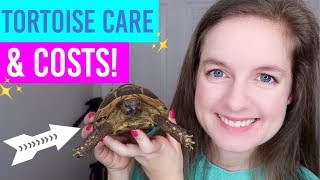 Tortoise Care, Setup & Costs