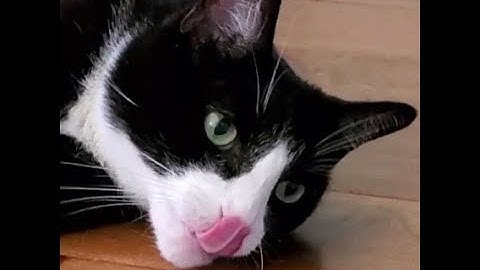 CRAZY Tuxedo Cat got into his bag of drugs! SO HIGH! #catnip #catshighoncatnip #happykitty