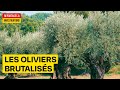 La guerre des oliviers - Un patrimoine brutalisé - Documentaire complet - HD (AMP)