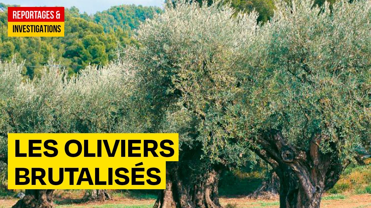 La guerre des oliviers - Un patrimoine brutalisé - Documentaire complet - HD (AMP)