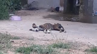 tearful story, she lay in an abandoned house for many days, without food and water by kittins baby NANA  428 views 2 years ago 4 minutes, 21 seconds