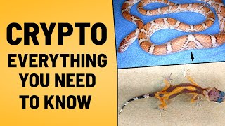 Crypto: Everything We NEED To Know As Reptile Keepers