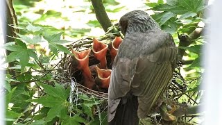 野鳥：ヒヨドリの繁殖（２）／Wild Birds: Breeding of Brown-eared Bulbul (2)