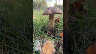Собираем грибы 🍄🟫