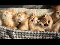 Time for Relaxation, Purring and Sleep |  Cute Baby kittens