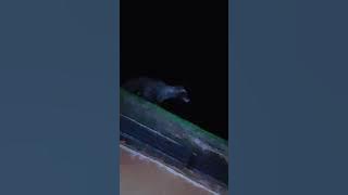 Suara Musang di malam hari