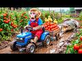 Monkey NaNa’s Tomato Harvest Turns CHAOTIC as She Rescues Ducklings from a Ferocious Crocodile! 😱🚜🦆🍅