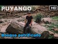 PUYANGO | Así es el Bosque petrificado único en ECUADOR
