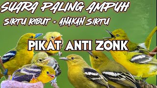 Suara Pikat Sirtu/Cipoh Paling Ampuh   Suara Ribut Anakan Burung Sirtu