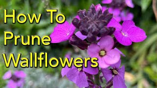 How to Prune Wallflowers (Erysimum)