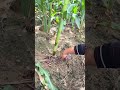 #food #creativesurvival #satisfying #farming #easyfarming #garden #howtomakewhitesaucepasta