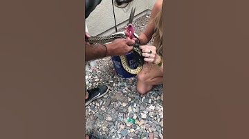 183 A couple of Gopher Snakes got caught in some netting#gopher #gophersnake #socal #snake #herp #he