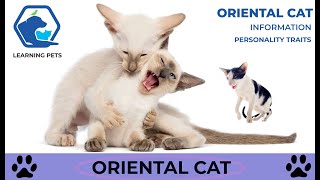 Oriental Cat Breed  Information and Personality Traits by Learning Pets 965 views 2 years ago 3 minutes, 58 seconds