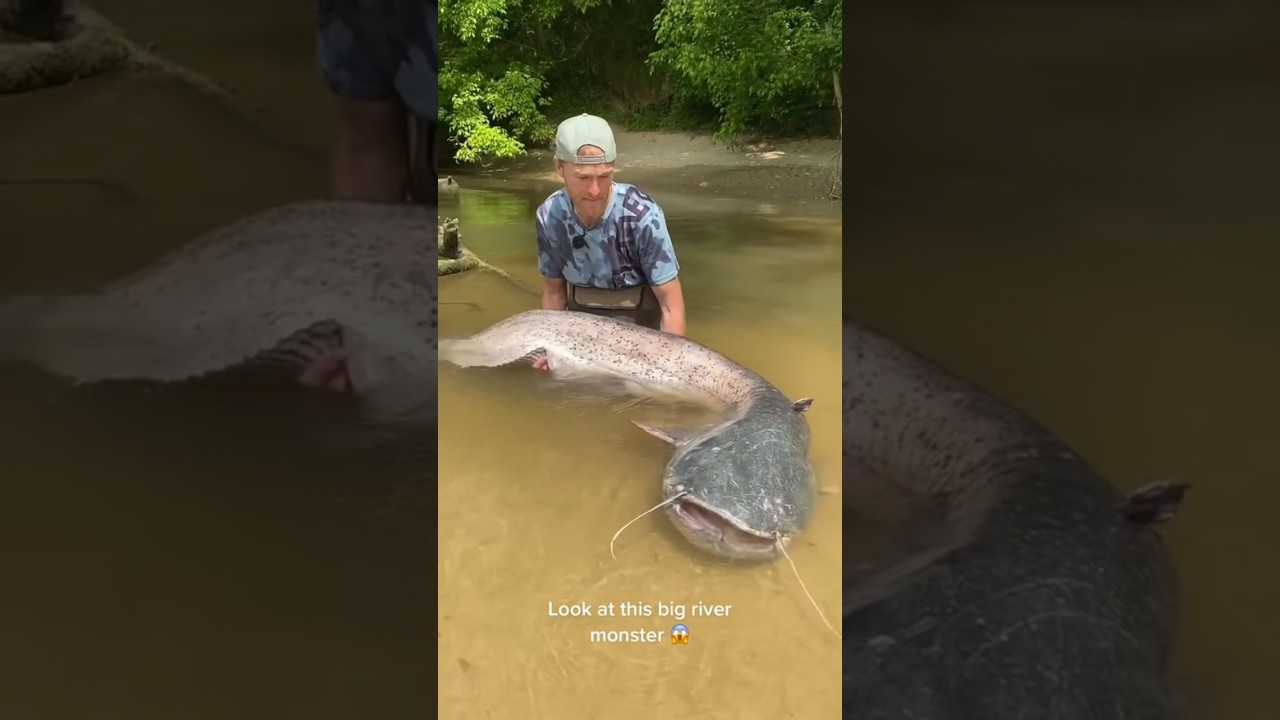 Nyeser Dapat Ikan Lele Sebesar Manusia #nyeser #lele #monster #lelejumbo #bolang #sibolang