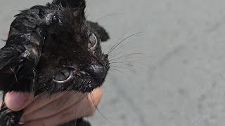 [ASMR] Saving the sibling of blue-eyed kitty aka green-eyed kitty