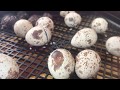 California Valley Quail Chicks Hatching