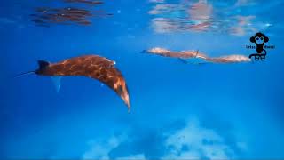 DuoViolins Feat Emilie Duval - Voyage