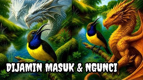 Dijamin masuk & ngunci‼️ Masteran sogon full isian tembakan