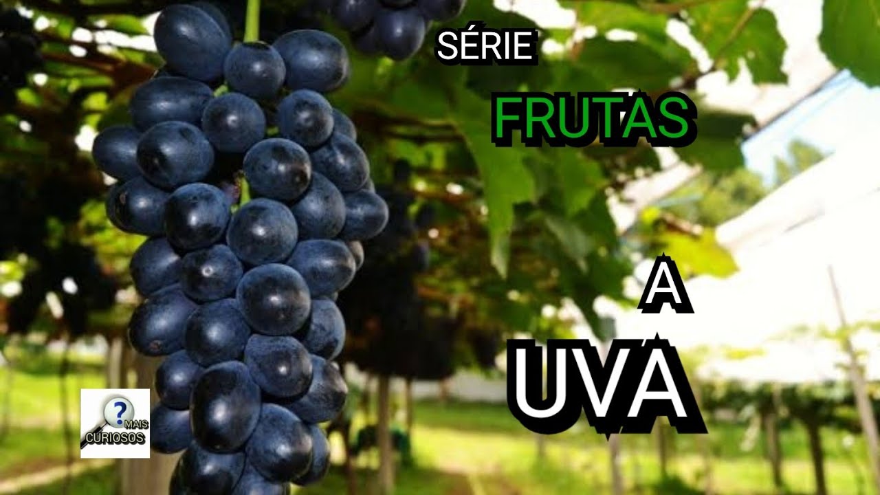 UVA É BOM PARA QUE? FAZ BEM PARA QUE? BENEFÍCIOS, VITAMINAS E ...