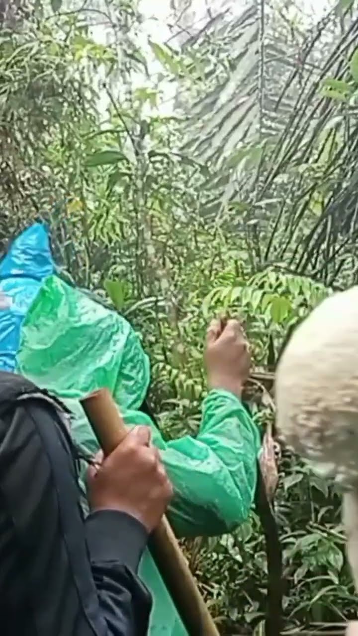 Ternyata Jamur Beracun