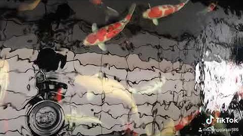 Chuyên thiết kế thi công hồ Koi tiểu cảnh sân vườn. Liên hệ MR: Dũng 0986154501