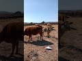 Vacas comiendo sal