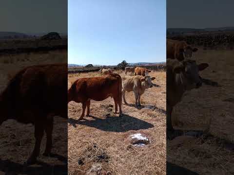 Vacas comiendo sal - YouTube