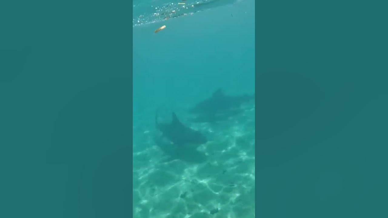 Акула нападения 2017