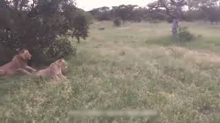 Lion funny video very funny video 2019 2018 2017 2016 2015